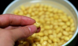 泡麻豆的黄豆要煮熟吗,揭秘黄豆处理技巧